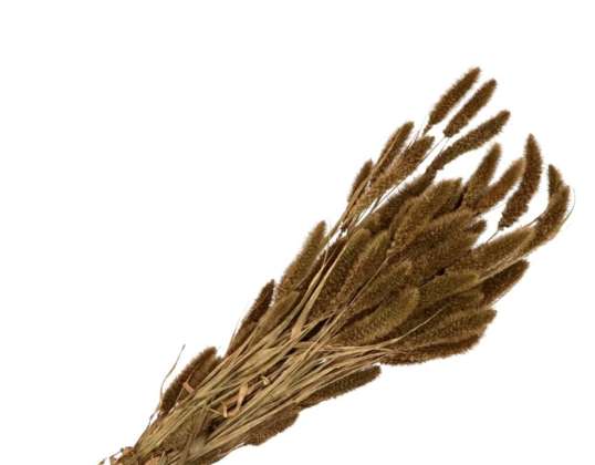 Dried Pampas/ Indian Corn/ Grain Branches/ Flax Bundles for Deco