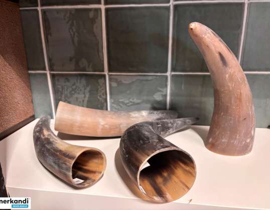 Horn buffalo 25 cm and horn cow 50cm assorted and Kolony horn