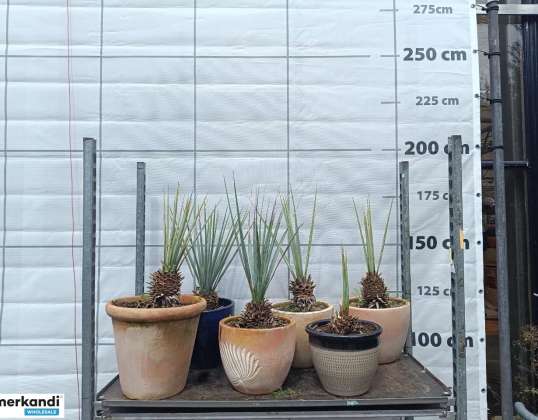 Auktion: Posten Yucca Rostrata (6 Stück) - (winterhart bis -25 Grad)