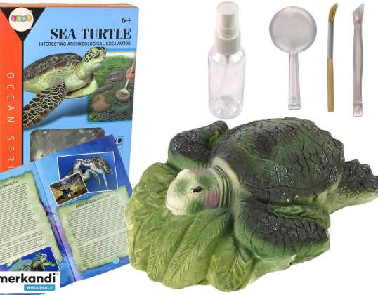 Ammonite Turtle Utgrävning Utbildningspaket