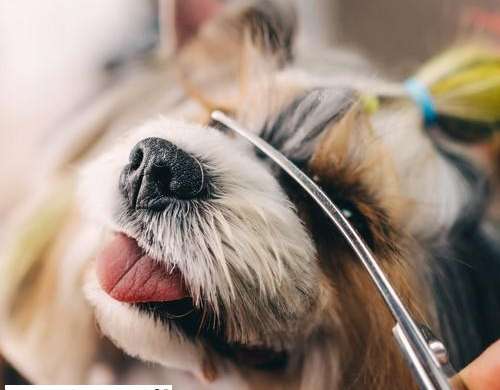 Hunde-Schneidescheren Purlov 23186