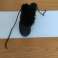 STOCK VEEL DAMES ENKEL SCHOENEN LEDER foto 5
