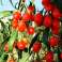 !!!!Φρέσκο!!!! GOJI BERRY LYCIUM BARBARUM εικόνα 4
