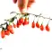 !!!!Φρέσκο!!!! GOJI BERRY LYCIUM BARBARUM εικόνα 1