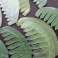 Χτένα Jade, GUASHA JADE COMB εικόνα 4