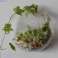 Glass terrarium - Large hanging wall bowl image 2