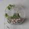 Glass terrarium - small hanging wall bowl image 3