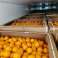 Orange Maroc Late photo 2