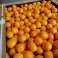 Orange Maroc Late photo 1