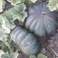 Courges d&#39;Agadir Maroc photo 3