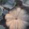 Courges d&#39;Agadir Maroc photo 2