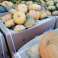 Courges d&#39;Agadir Maroc photo 1