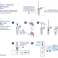 SARS-CoV-2 ANTIGEN TEST HURTIG DETEKTION KIT COVID-19 AG billede 1