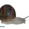 Escargot Helix Aspersa Muller (Maxima) photo 1