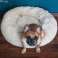 Lit pour chien rond 70cm photo 1