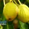 Shea Butter 100% Pure Raw Natural Unrefined image 1