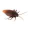 Insecto cucaracha a control remoto + control remoto fotografía 2