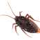 Insecto cucaracha a control remoto + control remoto fotografía 3