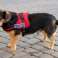 Harnais pour chien solide M 65-80cm Senior Dog noir photo 2