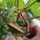 Acoplador profissional para amarrar plantas, simples e rápido - PLANTBRAND foto 4