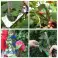 Acoplador profissional para amarrar plantas, simples e rápido - PLANTBRAND foto 3