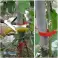 Acoplador profissional para amarrar plantas, simples e rápido - PLANTBRAND foto 1