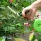 Acoplador profissional para amarrar plantas, simples e rápido - PLANTBRAND foto 7
