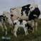 Έγκυος αγελάδα δαμαλίδων Holstein, κατσίκες Boer εικόνα 1