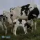 Raskaana olevat Holstein-hiehot lehmä, buurivuohet kuva 1