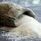 High Quality Sea Salt image 1