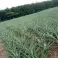 ANANAS SWEET MD2 / ANANAS SWEET BIO / ANANS AVION DE COTE D&#039;IVOIRE photo 2