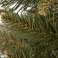 DELUX NATURAL SPRUCE CHRISTMAS TREE 180 cm CT0085 image 1