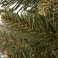 ÁRBOL DE NAVIDAD DELUX ABETO NATURAL 180 cm CT0085 fotografía 1