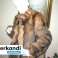 Maiks & Kriss Dienvidamerikas pelēkās lapsas jakas šiks un cēls 73 cm attēls 2