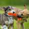 Langlebiges Zahnkauer-Zahnbürsten-Hundespielzeug - Kaugummimassage, ungiftig, Lebensmittelqualität Bild 2