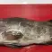 Hochwertiger gefrorener Fisch - Europäischer Wolfsbarsch, Gefleckter Wolfsbarsch, Roter Seebarsch, Goldbrasse, Magerbrasse, Faulenzer, Grüner Zackenbarsch und Blaugefleckter Wolfsbarsch Bild 1