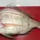 Hochwertiger gefrorener Fisch - Europäischer Wolfsbarsch, Gefleckter Wolfsbarsch, Roter Seebarsch, Goldbrasse, Magerbrasse, Faulenzer, Grüner Zackenbarsch und Blaugefleckter Wolfsbarsch Bild 3