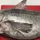 Hochwertiger gefrorener Fisch - Europäischer Wolfsbarsch, Gefleckter Wolfsbarsch, Roter Seebarsch, Goldbrasse, Magerbrasse, Faulenzer, Grüner Zackenbarsch und Blaugefleckter Wolfsbarsch Bild 5