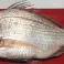 Svježa i smrznuta riba Dnevni ulov Podrijetlo Mauritanija Visoka kvaliteta slika 6