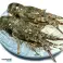 Premium Frozen Green Lobster (Panulirus Regius) from Mauritania - Pots and Traps Caught, Rich in Nutrients image 1