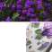Ringke Fusion Design gepanzerte Hülle mit Gelrahmen für iPhone Bild 5