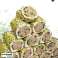 Halkoum aux noix & pistache super extra 750g, bonbons turcs photo 3