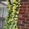 Hanging bouquet of orchids HANGROSE image 1
