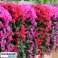 Hanging bouquet of orchids HANGROSE image 4