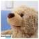 Introducing the Peek-a-Boo Teddy Bear – Your Child&#039;s Newest Playtime Pal!-BOBO image 1