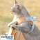 Harnais pour chat avec laisse CATAROUND photo 1