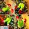 Christmas decoration ELFLEGS image 3