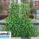 Folding garden fence GREENFENCE image 4