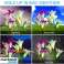 4 Lily Wodoodporne Zewnętrzne Zasilane Solarnie Lampy Ogrodowe Lily Flower, 7 Wielokolorowych Zmieniających Się Lamp LED Zasilanych Solarnie, Dekoracje Ogrodowe Zewnętrzne zdjęcie 4