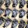 Pompa iniezione BOSCH CP4 0445010704 167007358R 1670073058R di НURT foto 1